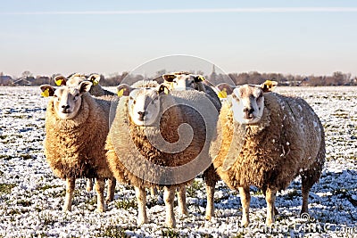 Sheep in the fields in the Netherlands