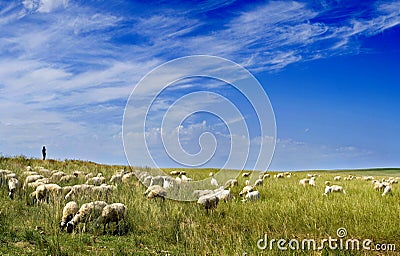 Sheep flock & Blue sky