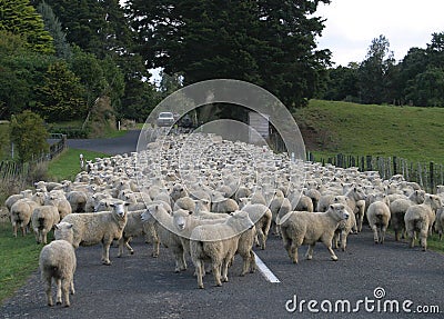 Sheep Flock Herd on road