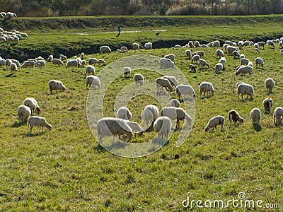 Sheep flock with shepherd
