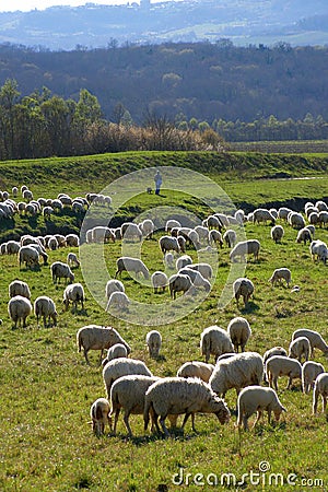 Sheep flock and shepherd