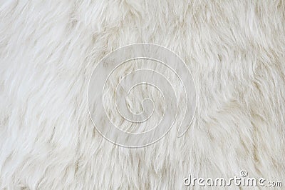 Sheep fur texture