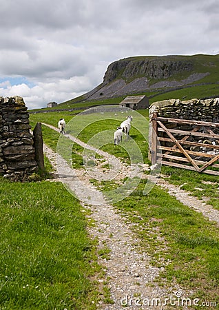 Sheep, Gate and Limestone