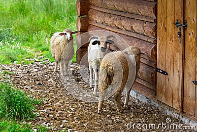 Sheep and goats under wooden hut in Tatra mountains