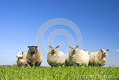 Sheep on grass with blue sky