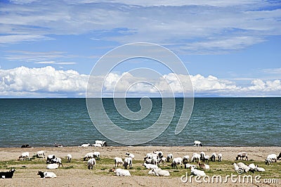 Sheep grazing by blue lake