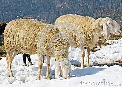 Sheep grazing in the mountains in the snow in search of grass