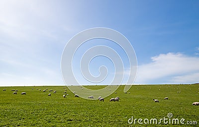 Sheep grazing an open field