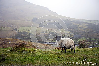 Sheep grazing with valley in background