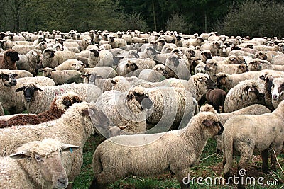 Sheep Herd