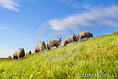 Sheep herd on green sunny pasture