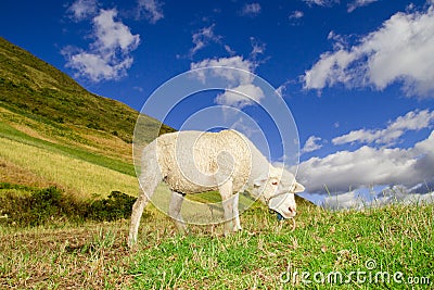Sheep in a highlands landscape with blue skies