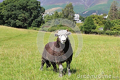 Sheep on Hill at Grassmere