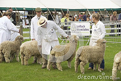 Sheep judging 2