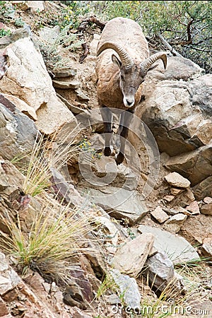 Sheep Jumping