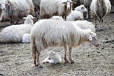 Sardinia.Sheep and lamb