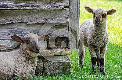 Sheep / lamb grazing