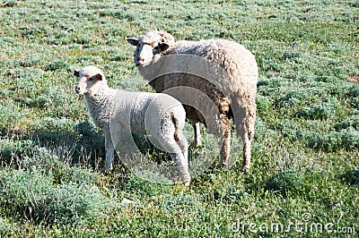Sheep and a lamb in a meadow