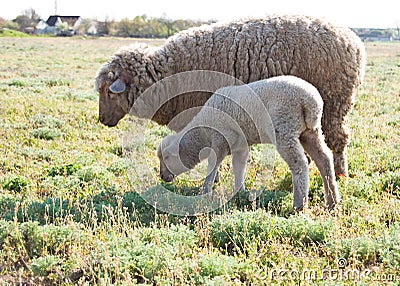 Sheep and a lamb in a meadow