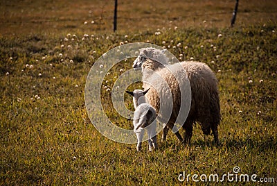 Sheep and lamb
