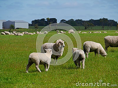 Sheep with lambs in a meadow