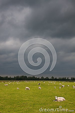 Sheep and lambs in a meadow with dark clouds