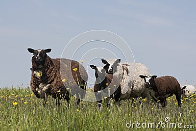 Sheep and lambs in a meadow