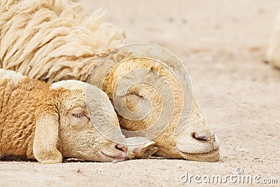 Sheep lay down,couple