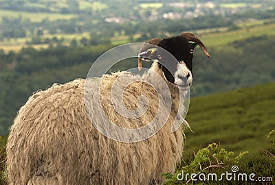 Sheep looking backwards with thick coat