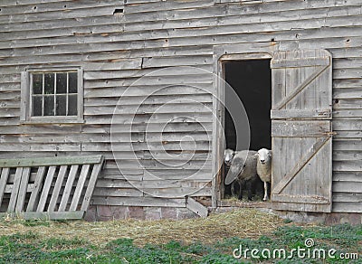 Sheep looking out an old barn door.