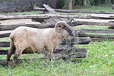 Sheep near fence