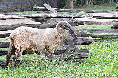 Sheep near fence 3