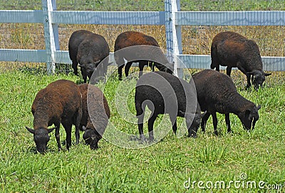 Sheep in Pasture