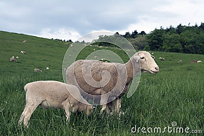 Sheep in pasture 5