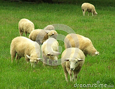 Sheep in the pasture