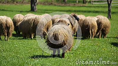 Sheep on a pasture