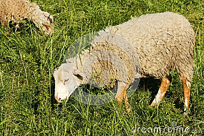 Sheep on pasture