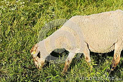Sheep on pasture