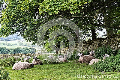 Sheep in pasture, Yorkshire Dales, England