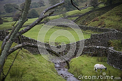 Sheep on pasture in Yorkshire Dales Yorkshire England