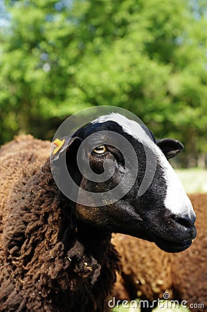 Sheep portrait