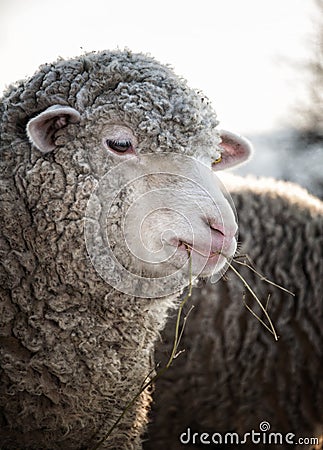 Sheep portrait