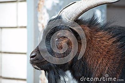 Sheep ram