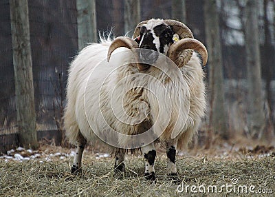 Sheep ram