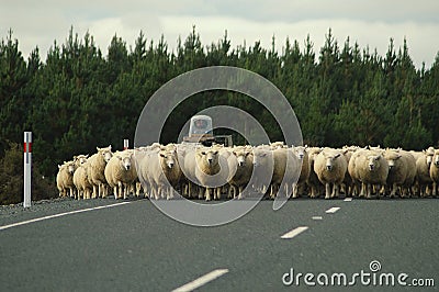 Sheep on the Road