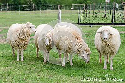Sheep in sheep farm