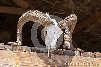 Sheep skull with horns