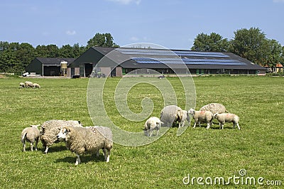 Sheep and solar panels on a farm, Netherlands