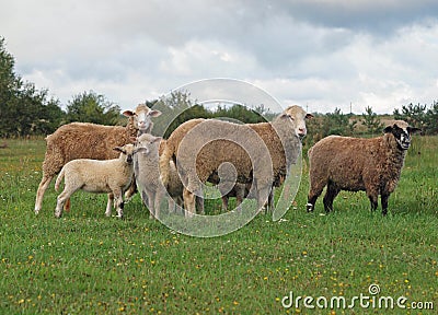 Sheep on to the meadow