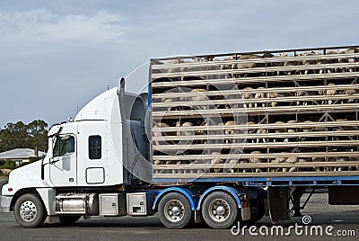 Sheep transport vehicle with full load